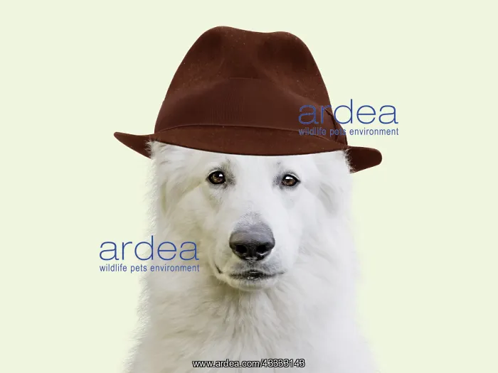 : Dog - White Swiss Shepherd - wearing Christmas hat : Dog - White Swiss Shepherd - wearing Christmas hat