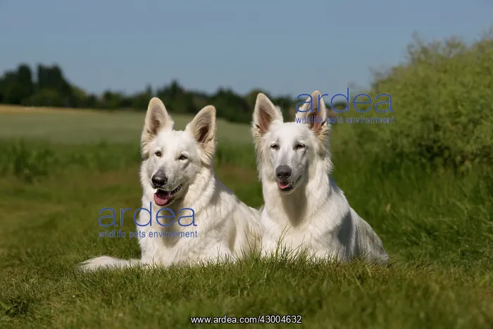  : Dog - White Swiss Shepherds