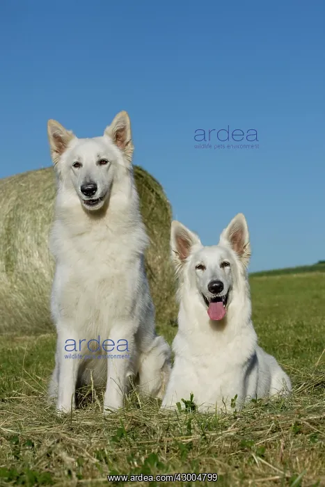  : Dog - White Swiss Shepherds