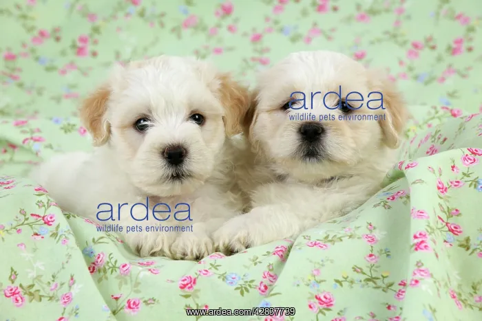 : Dog. White teddy bear puppies : Dog. White teddy bear puppies