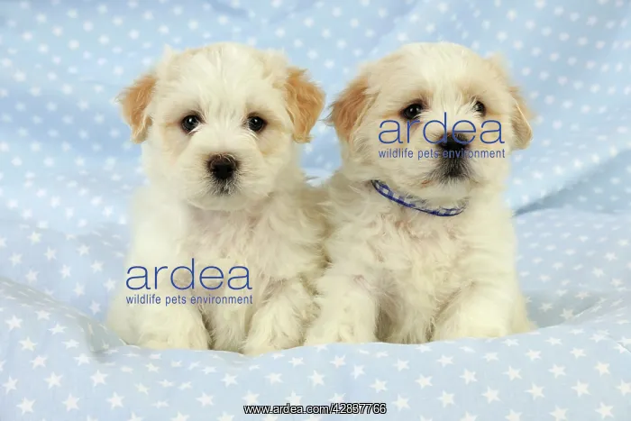  : Dog. White teddy bear puppies
