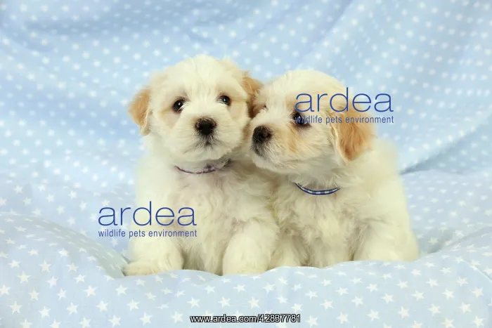  : Dog. White teddy bear puppies