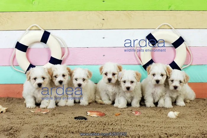  : Dog. White teddy bear puppies at the beach