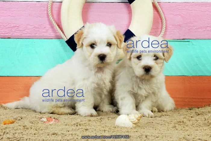 : Dog. White teddy bear puppies at the beach : Dog. White teddy bear puppies at the beach