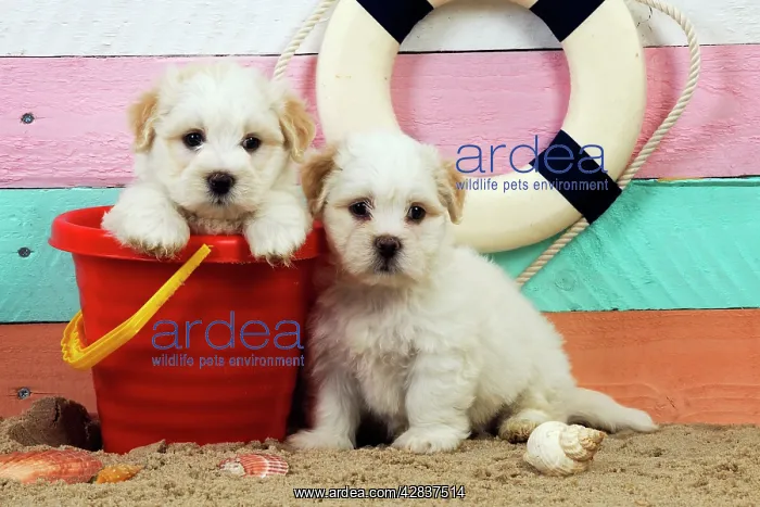: Dog. White teddy bear puppies at the beach in a bucket : Dog. White teddy bear puppies at the beach in a bucket