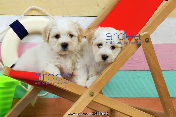 : Dog. White teddy bear puppies at beach in a deck chair : Dog. White teddy bear puppies at beach in a deck chair