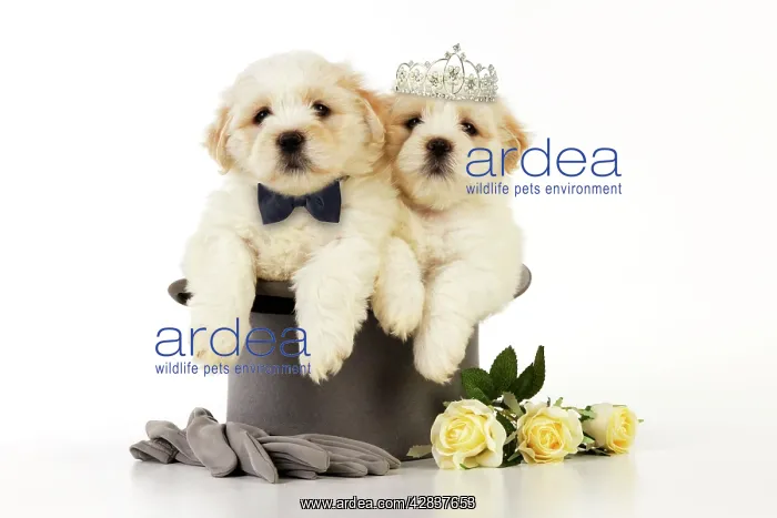: Dog. White teddy bear puppies sitting in a top : Dog. White teddy bear puppies sitting in a top