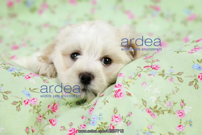 : Dog. White teddy bear puppy : Dog. White teddy bear puppy