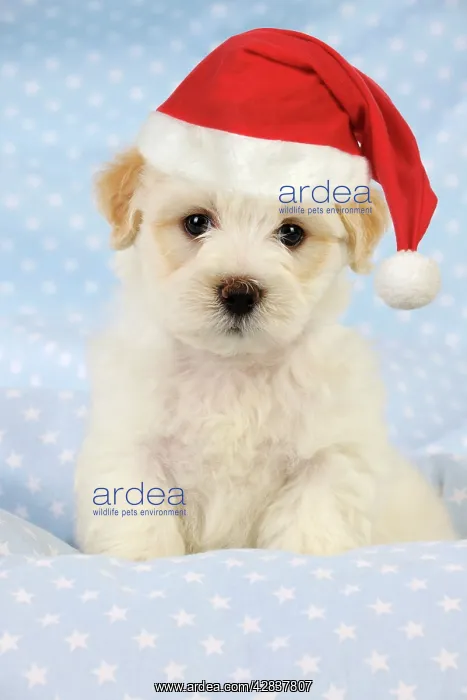  : Dog. White teddy bear puppy