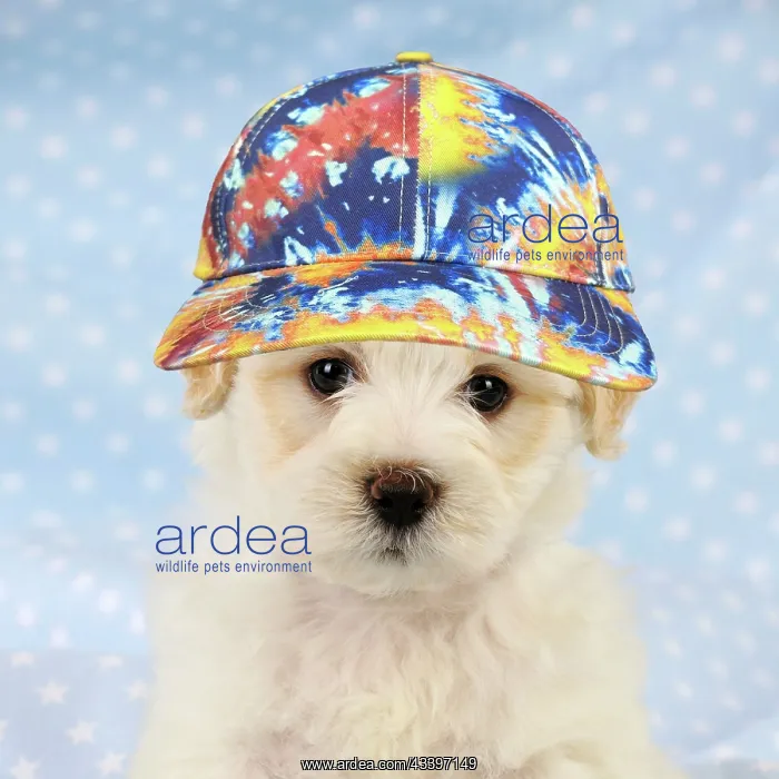 : Dog. White teddy bear puppy : Dog. White teddy bear puppy