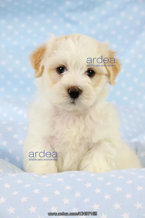 : Dog. White teddy bear puppy : Dog. White teddy bear puppy