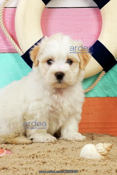  : Dog. White teddy bear puppy at the beach