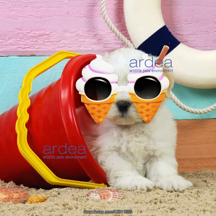 : Dog. White teddy bear puppy at the beach in a : Dog. White teddy bear puppy at the beach in a