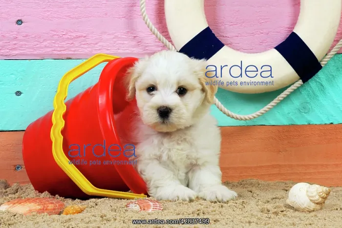 : Dog. White teddy bear puppy at the beach in a bucket : Dog. White teddy bear puppy at the beach in a bucket