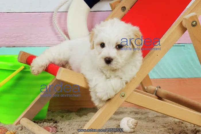 : Dog. White teddy bear puppy at beach in a deck chair : Dog. White teddy bear puppy at beach in a deck chair