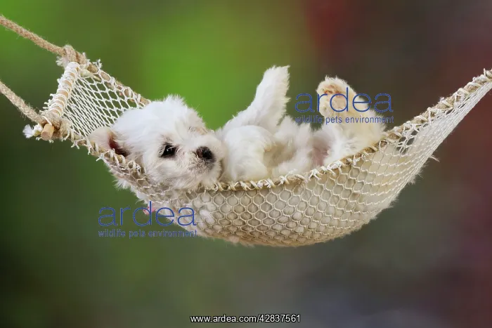  : Dog. White teddy bear puppy in a hammock
