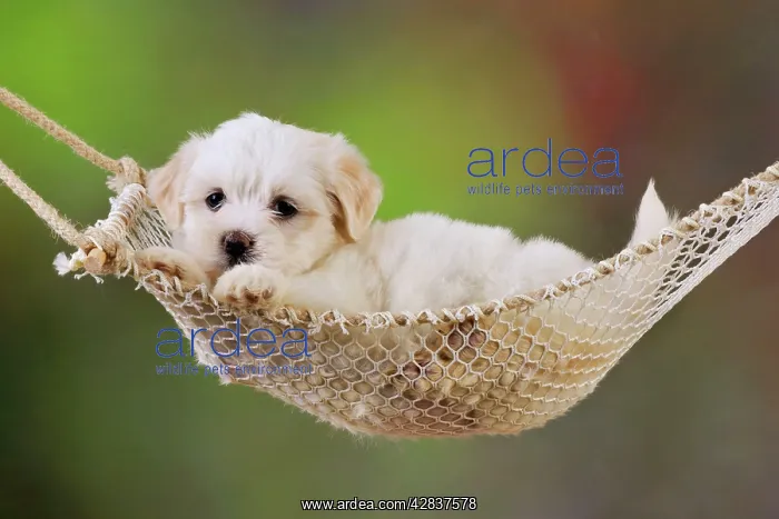 : Dog. White teddy bear puppy in a hammock