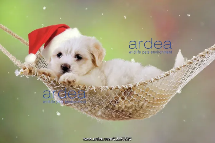 : Dog. White teddy bear puppy in a hammock wearing : Dog. White teddy bear puppy in a hammock wearing