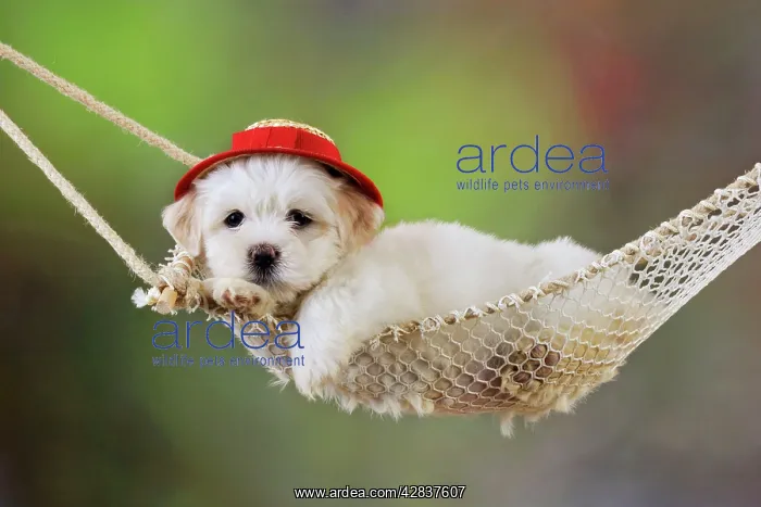 : Dog. White teddy bear puppy in a hammock wearing red hat : Dog. White teddy bear puppy in a hammock wearing red hat