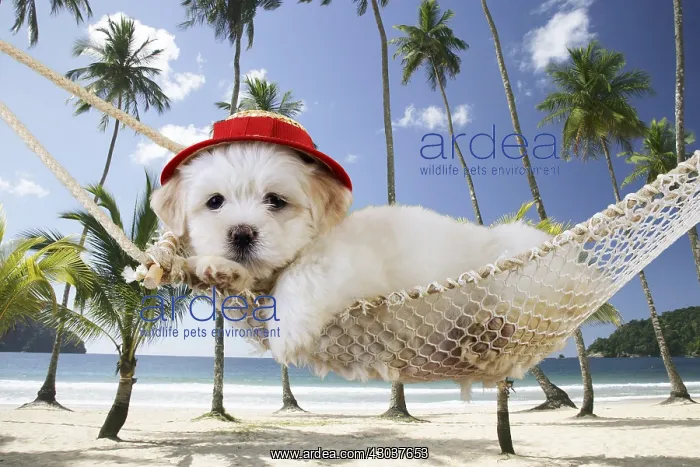 : Dog. White teddy bear puppy in a hammock wearing red hat : Dog. White teddy bear puppy in a hammock wearing red hat