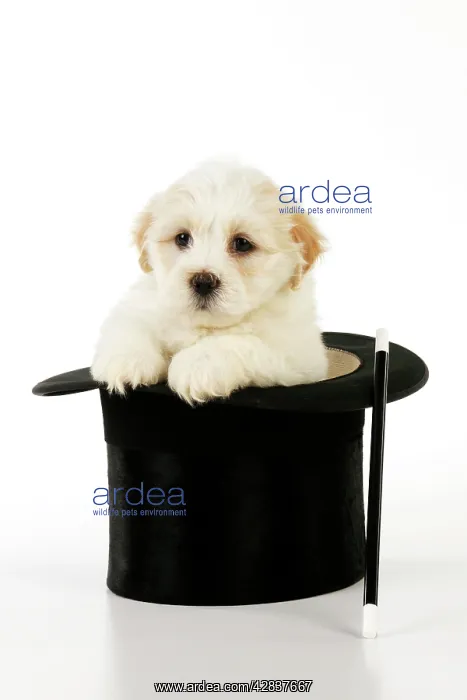 : Dog. White teddy bear puppy sitting in a top hat : Dog. White teddy bear puppy sitting in a top hat