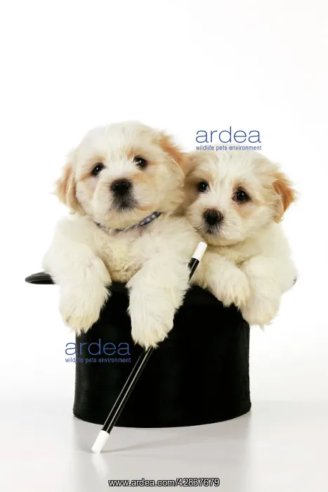 : Dog. White teddy bear puppy sitting in a top hat : Dog. White teddy bear puppy sitting in a top hat