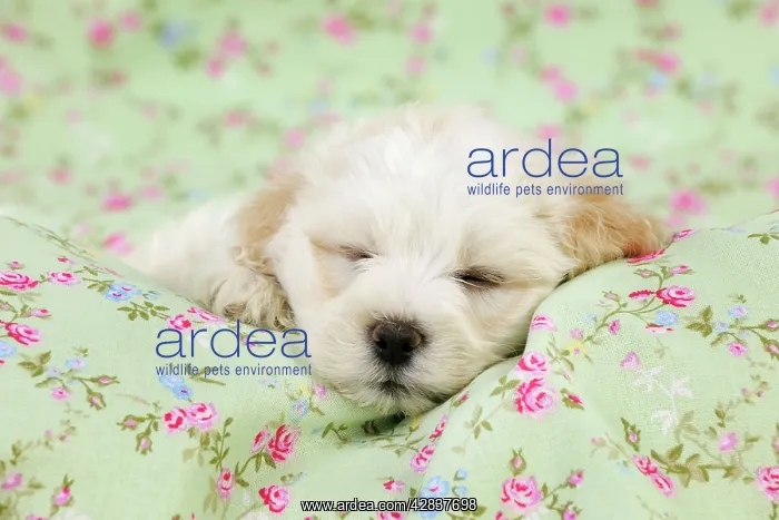  : Dog. White teddy bear puppy sleeping
