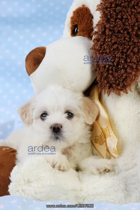  : Dog. White teddy bear puppy with a teddy bear