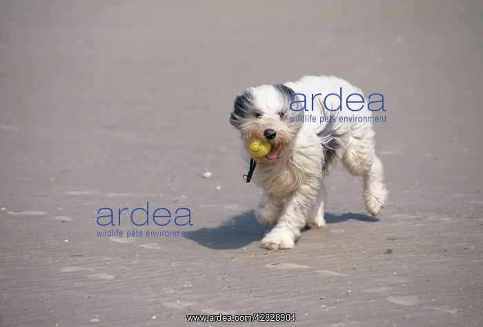  : DOG - ON WINDY BEACH