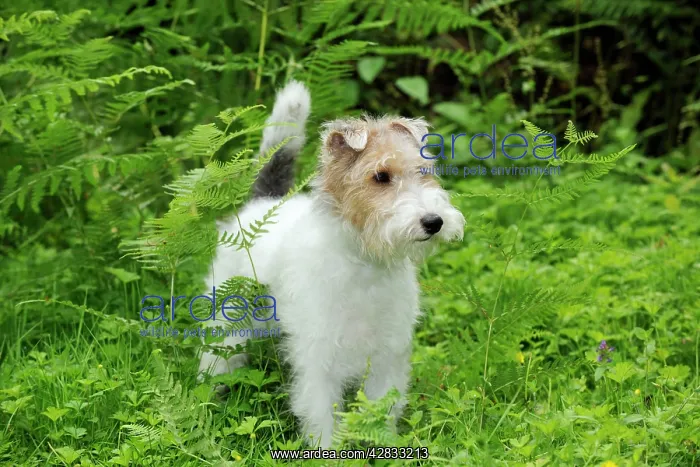 : Dog. Wire Fox Terrier : Dog. Wire Fox Terrier