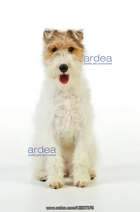 : Dog. Wire fox terrier : Dog. Wire fox terrier