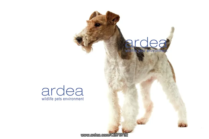  : Dog - Wire Fox Terrier