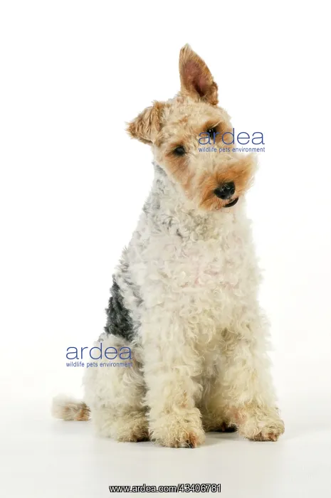 : Dog. Wire Fox Terrier : Dog. Wire Fox Terrier