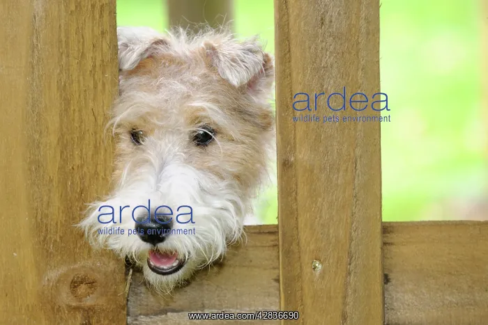  : Dog. Wire Fox Terrier looking through fence