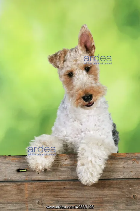 : Dog. Wire Fox Terrier looking over wooden fence : Dog. Wire Fox Terrier looking over wooden fence