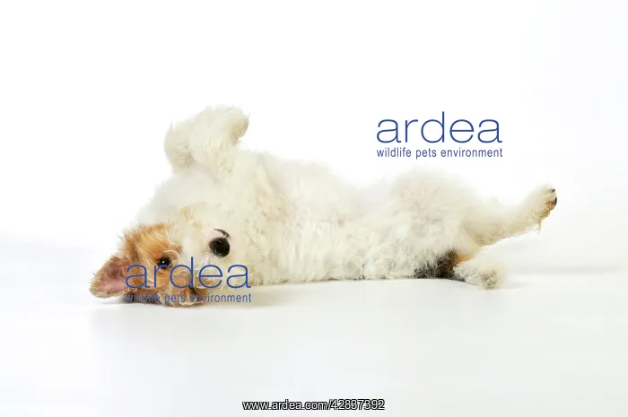 : Dog. Wire Fox Terrier lying on back : Dog. Wire Fox Terrier lying on back