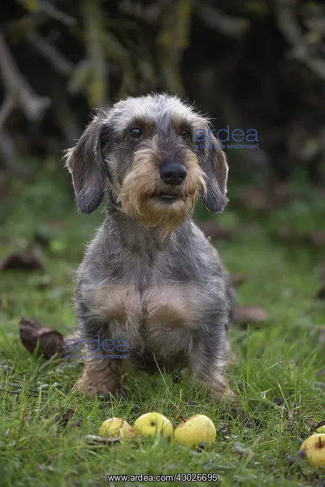  : Dog Wire Haired Dachshund