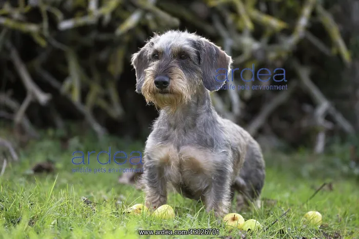  : Dog Wire Haired Dachshund