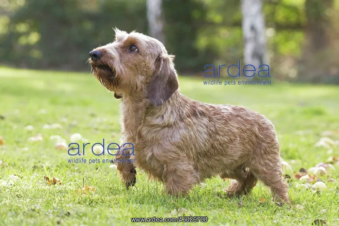  : Dog Wire Haired Dachshund