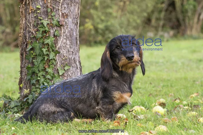  : Dog Wire Haired Dachshund
