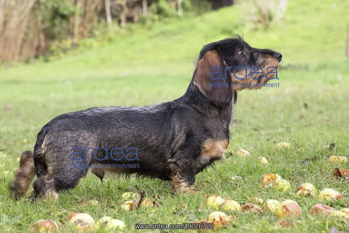  : Dog Wire Haired Dachshund