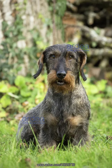  : Dog Wire Haired Dachshund
