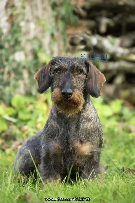  : Dog Wire Haired Dachshund