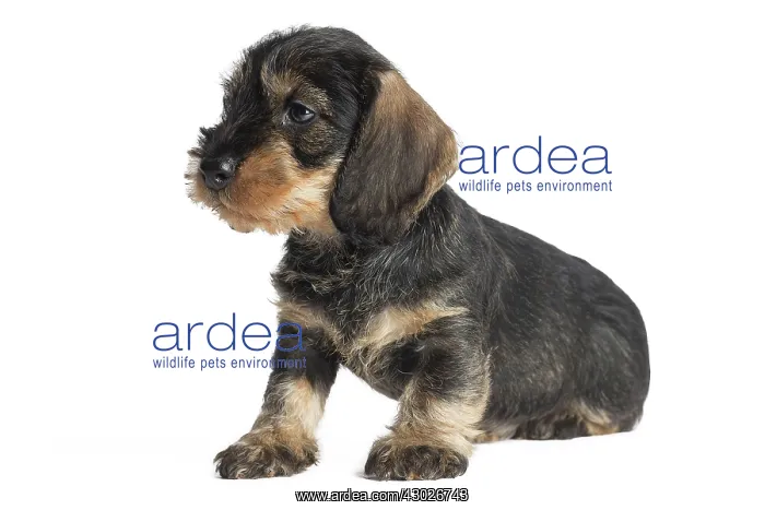  : Dog Wire Haired Dachshund
