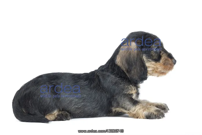  : Dog Wire Haired Dachshund