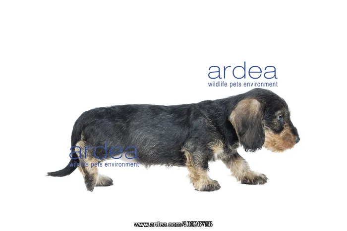  : Dog Wire Haired Dachshund