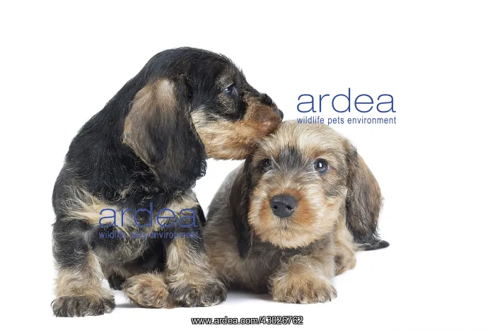  : Dog Wire Haired Dachshund