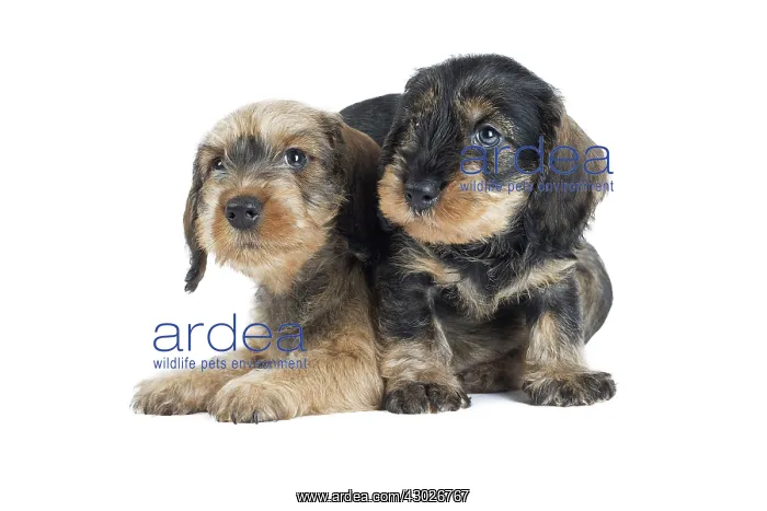  : Dog Wire Haired Dachshund
