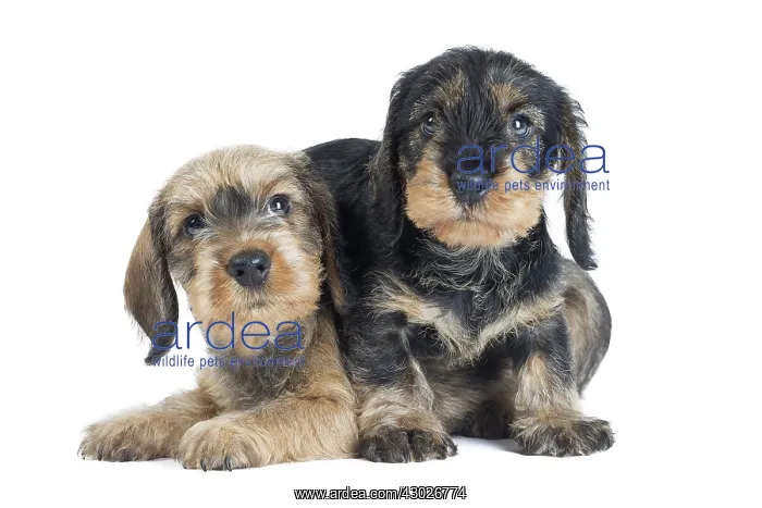 : Dog Wire Haired Dachshund