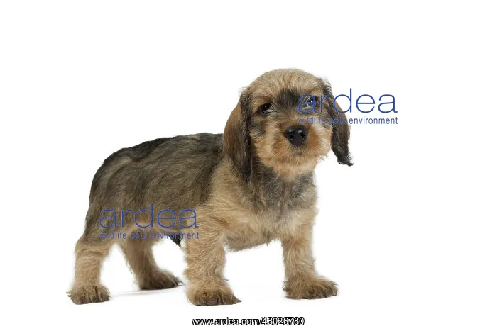  : Dog Wire Haired Dachshund